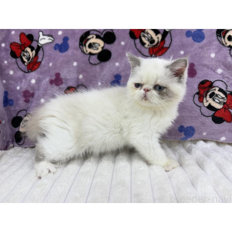 販売中の東京都のエキゾチックショートヘア-130012の2枚目