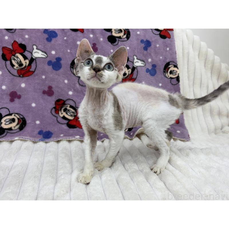 販売中の東京都のデボンレックス-127518の2枚目