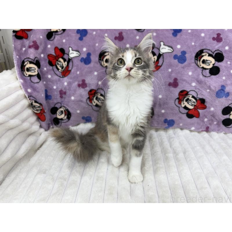 販売中の東京都のメインクーン-126959の5枚目