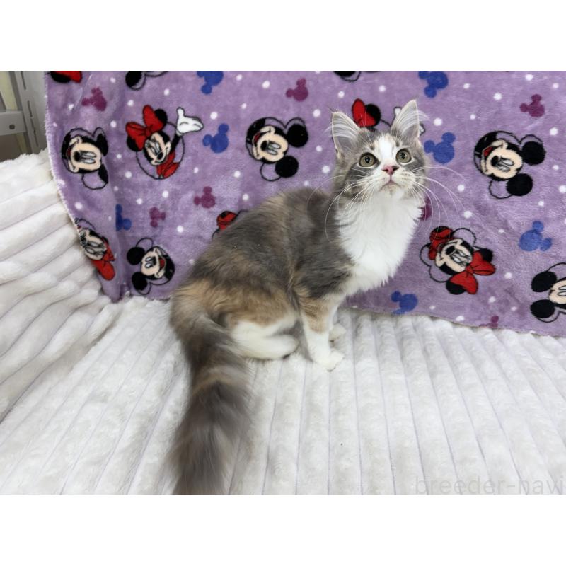 販売中の東京都のメインクーン-126959の4枚目