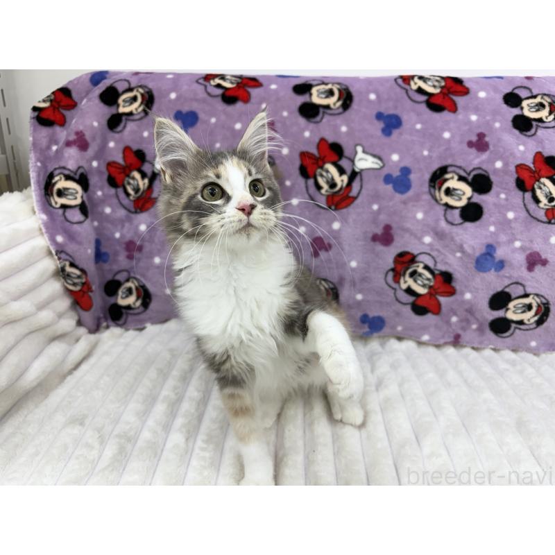 販売中の東京都のメインクーン-126959の3枚目