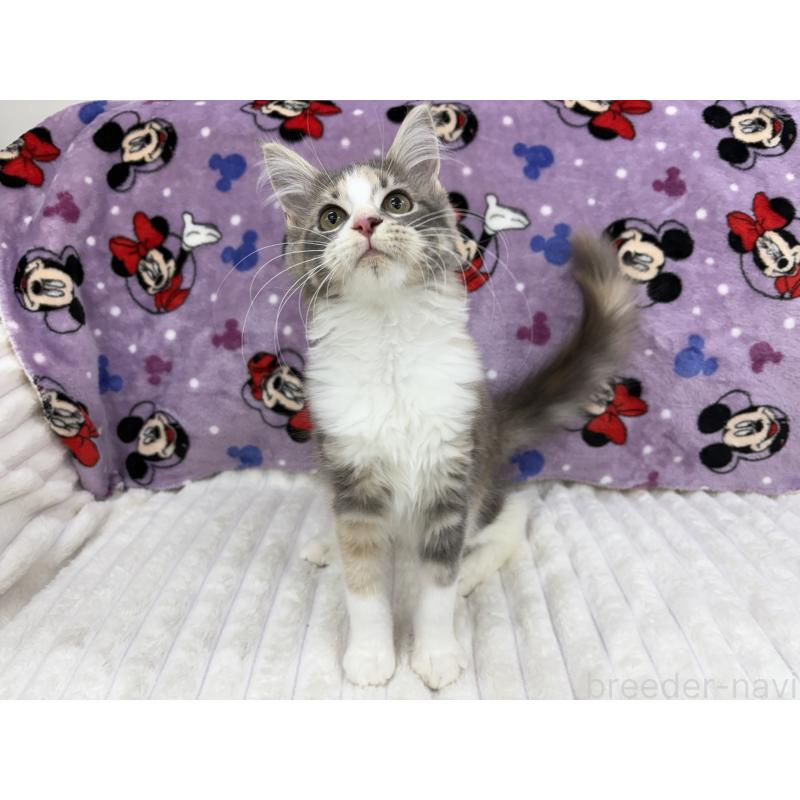 販売中の東京都のメインクーン-126959の2枚目