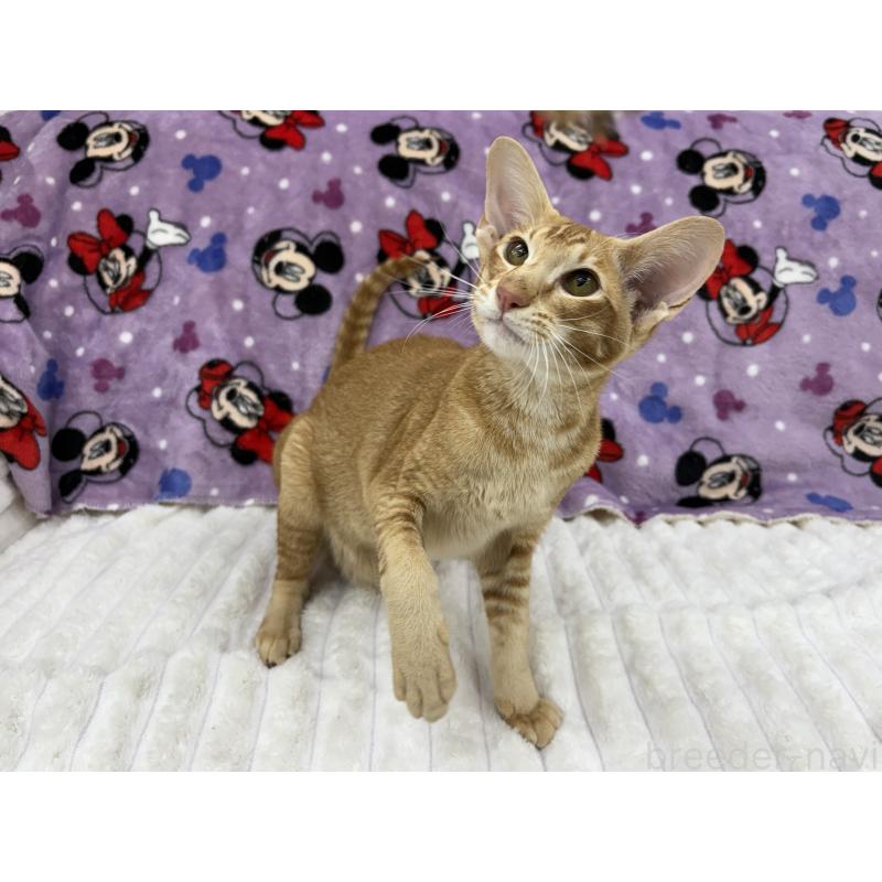 販売中の東京都のオリエンタルショートヘア-121432