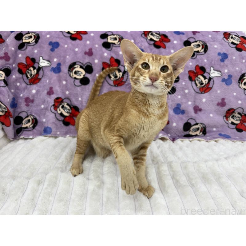 販売中の東京都のオリエンタルショートヘア-121432の2枚目