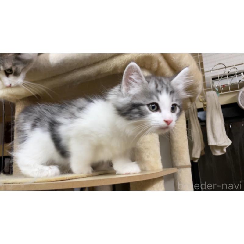 販売中の京都府のノルウェージャンフォレストキャット-133212の4枚目