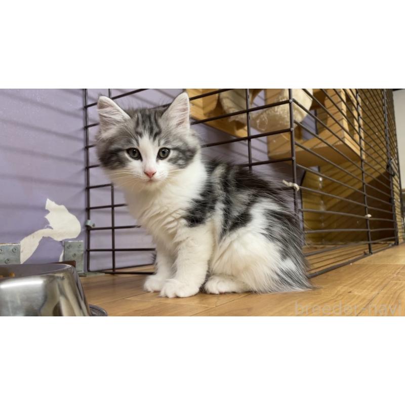 販売中の京都府のノルウェージャンフォレストキャット-133212の3枚目