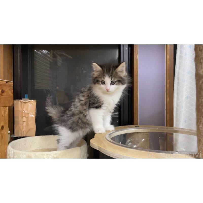 販売中の京都府のノルウェージャンフォレストキャット-133213の3枚目