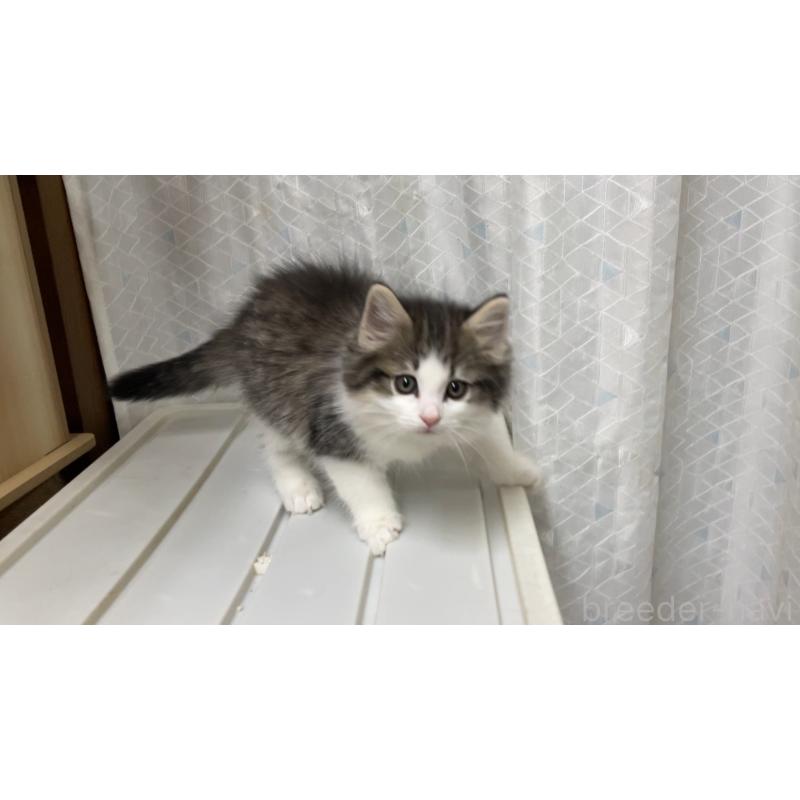 販売中の京都府のノルウェージャンフォレストキャット-133213の2枚目