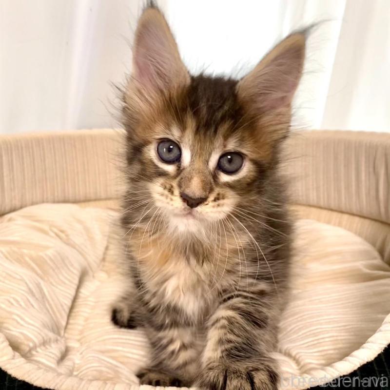 販売中の栃木県のメインクーン-133219