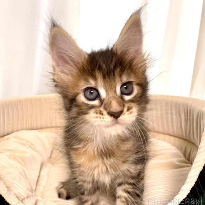 販売中の栃木県のメインクーン-133219の6枚目