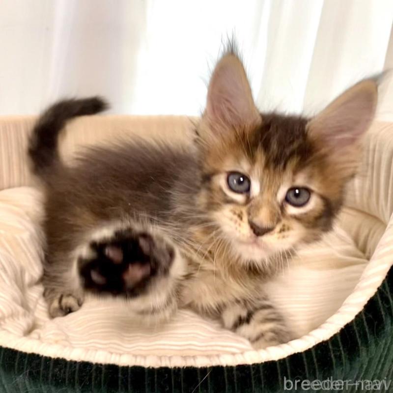 販売中の栃木県のメインクーン-133219の5枚目