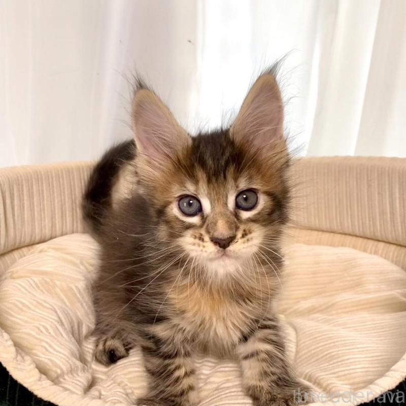 販売中の栃木県のメインクーン-133219の4枚目