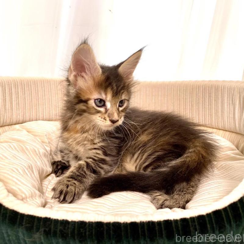 販売中の栃木県のメインクーン-133219の3枚目