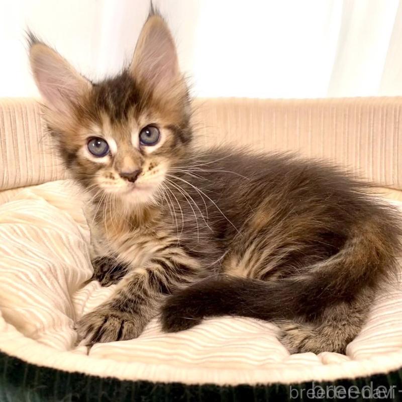 販売中の栃木県のメインクーン-133219の2枚目