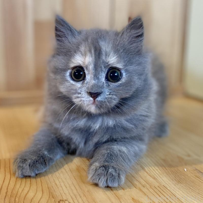 販売中の長野県のミヌエット-133220の1枚目