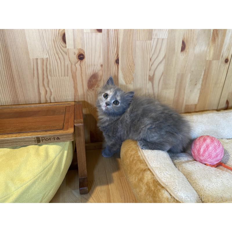 販売中の長野県のミヌエット-133220の9枚目