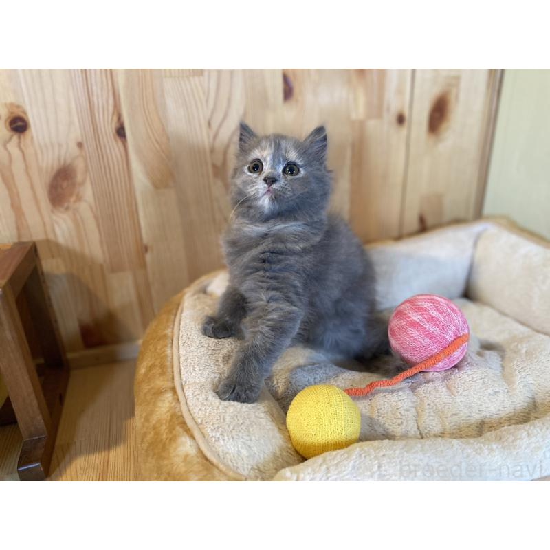 販売中の長野県のミヌエット-133220の8枚目