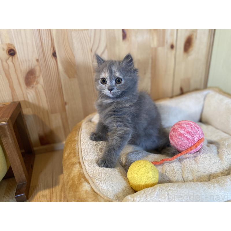 販売中の長野県のミヌエット-133220の7枚目