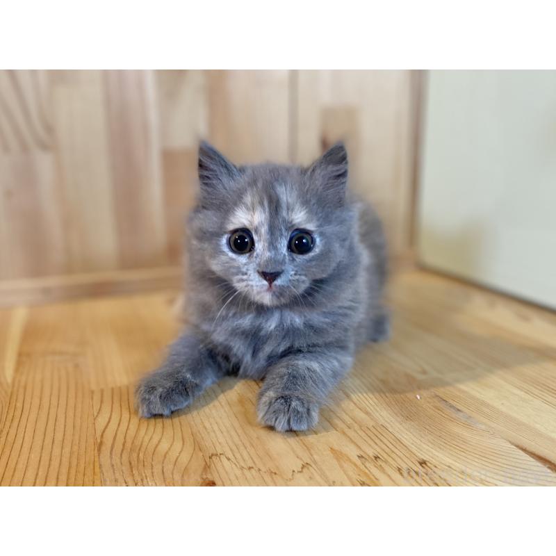 販売中の長野県のミヌエット-133220の6枚目