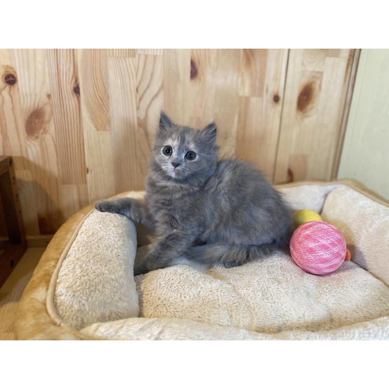 販売中の長野県のミヌエット-133220の5枚目