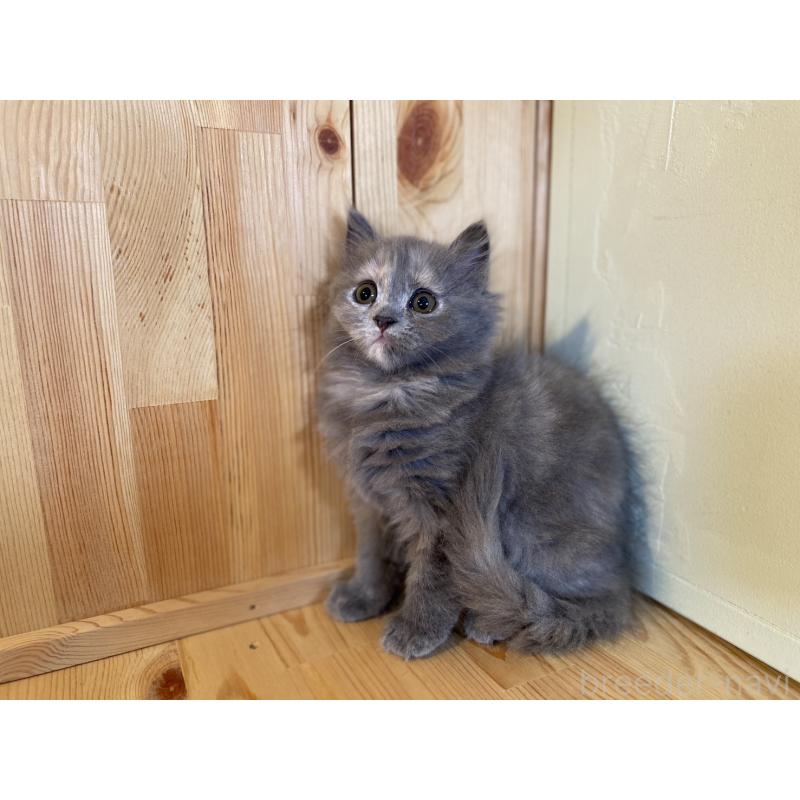 販売中の長野県のミヌエット-133220の4枚目