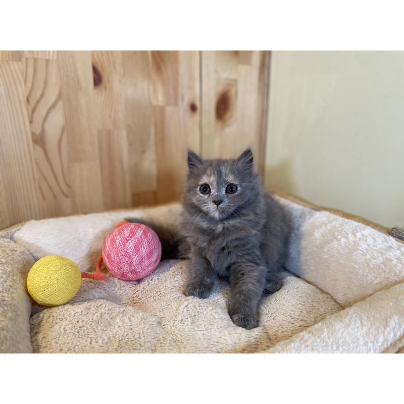 販売中の長野県のミヌエット-133220の3枚目