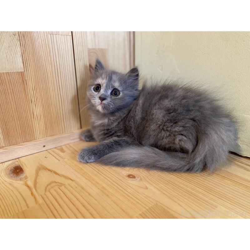 販売中の長野県のミヌエット-133220の2枚目