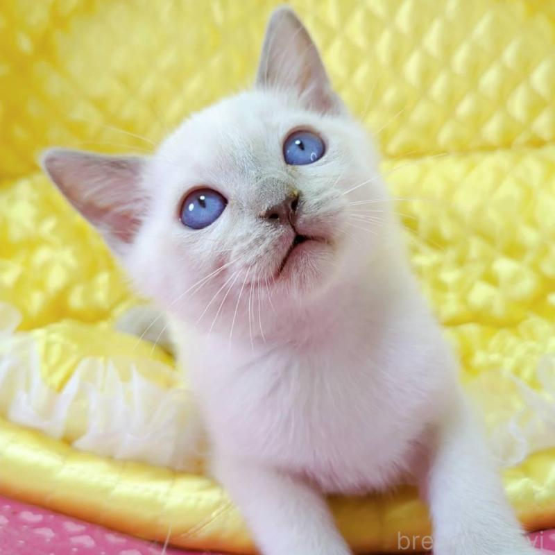 販売中の埼玉県のトンキニーズ-133221の1枚目