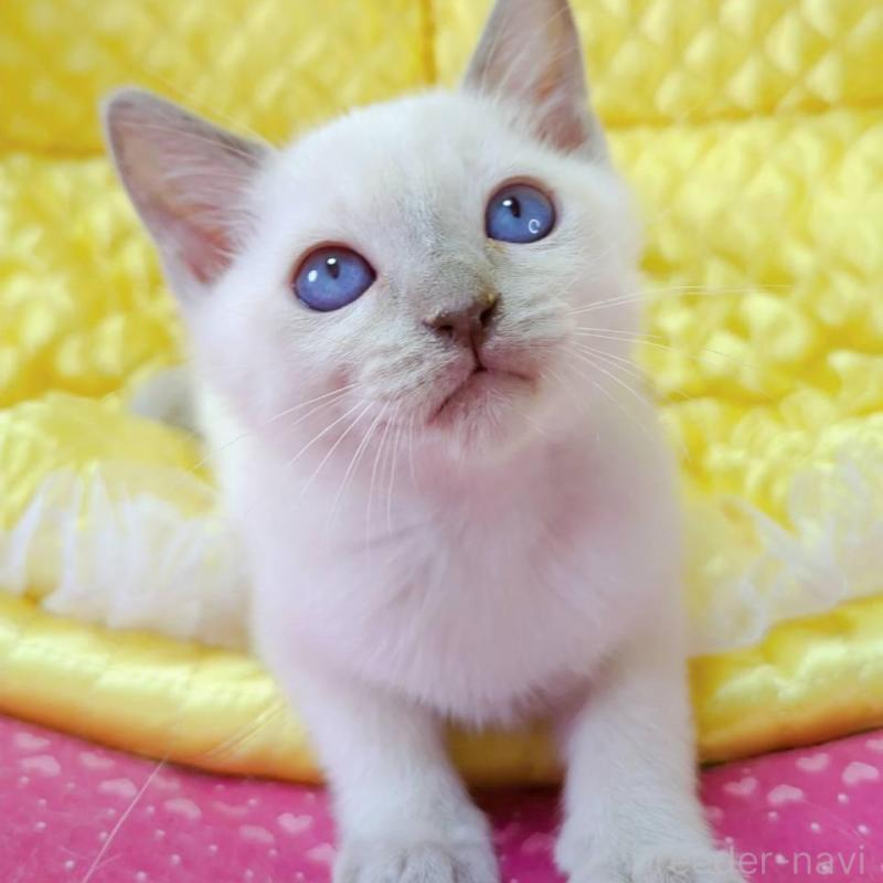 販売中の埼玉県のトンキニーズ-133221の6枚目