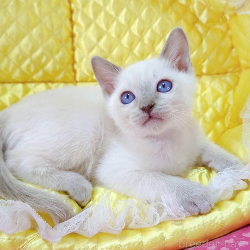 販売中の埼玉県のトンキニーズ-133221の5枚目