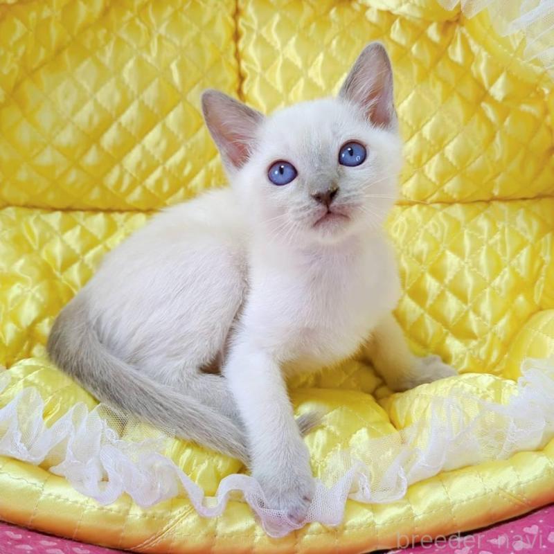 販売中の埼玉県のトンキニーズ-133221の4枚目