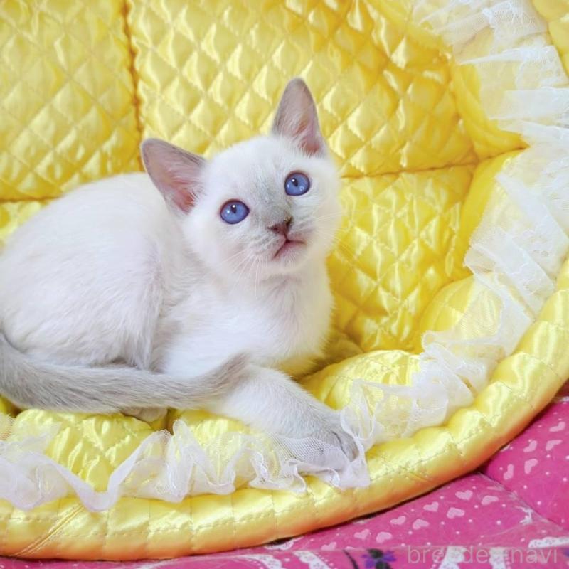 販売中の埼玉県のトンキニーズ-133221の3枚目