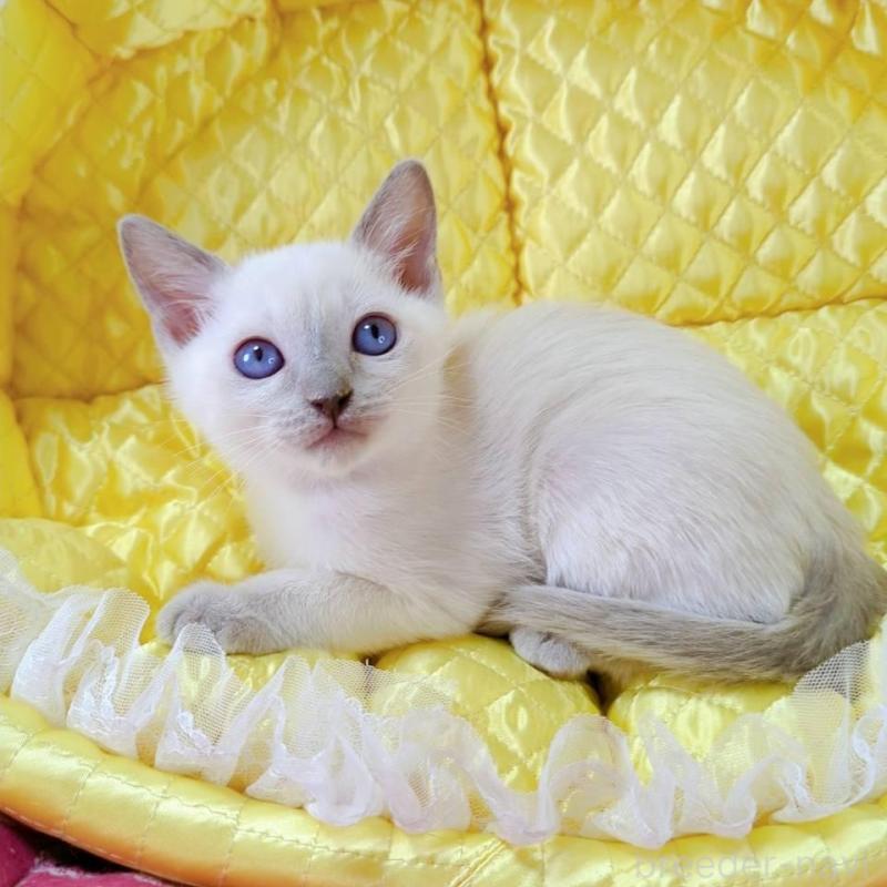 販売中の埼玉県のトンキニーズ-133221の2枚目