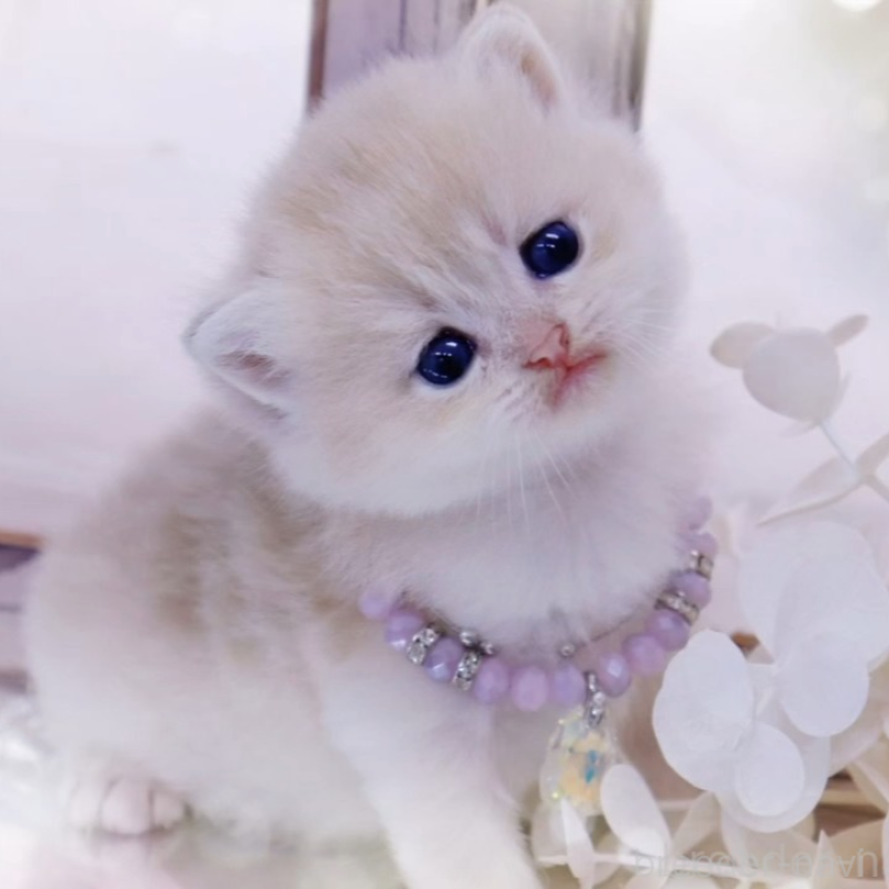 販売中の岐阜県のブリティッシュショートヘア-133223の1枚目