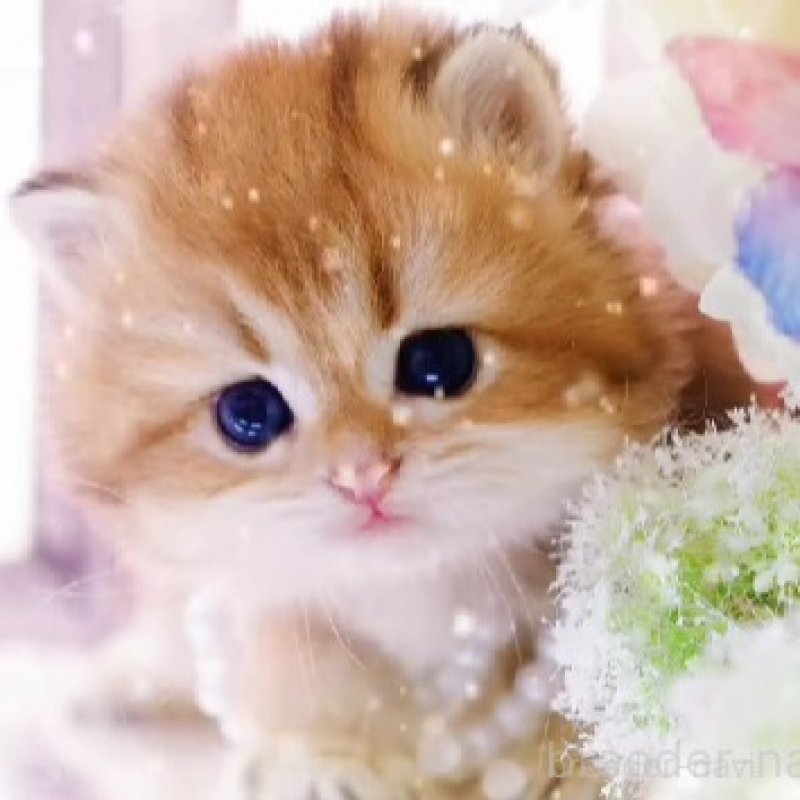 販売中の岐阜県のブリティッシュロングヘア-133224