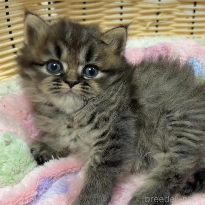 販売中の京都府のミヌエット-133226の5枚目