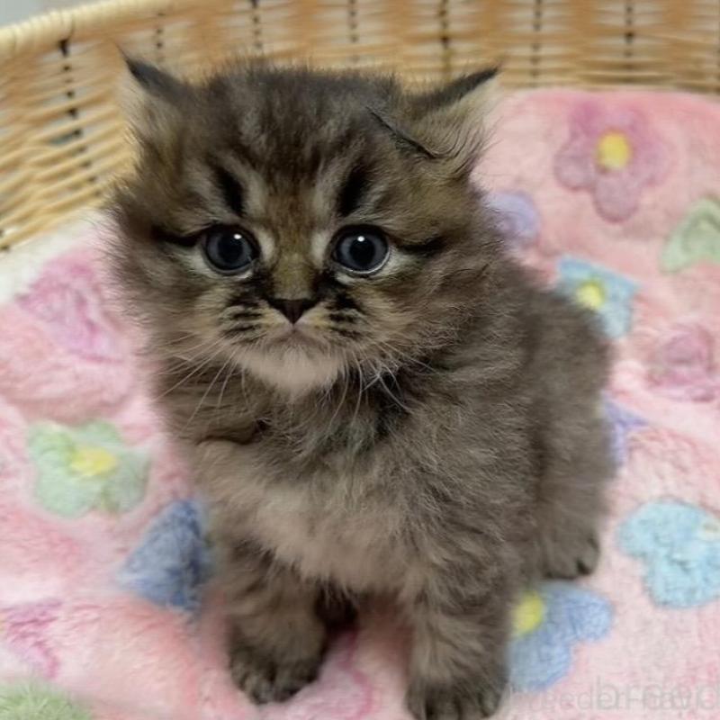 販売中の京都府のミヌエット-133226の4枚目