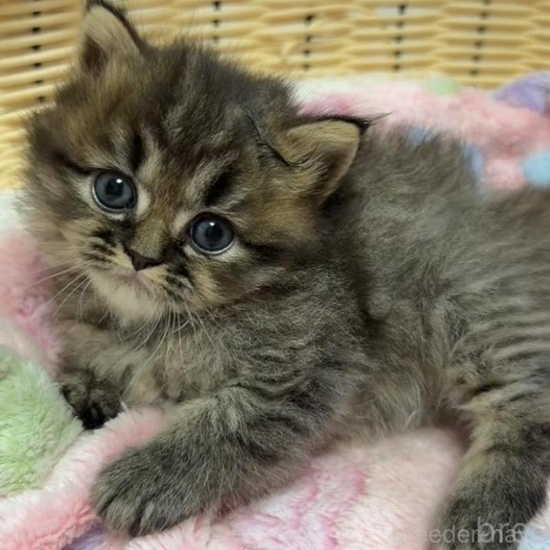 販売中の京都府のミヌエット-133226の3枚目