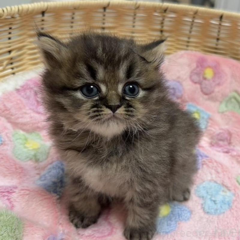 販売中の京都府のミヌエット-133226の2枚目