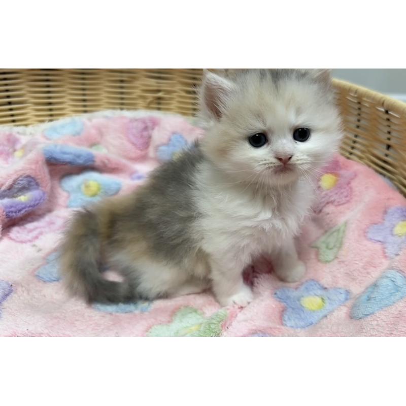 販売中の京都府のミヌエット-133227の4枚目