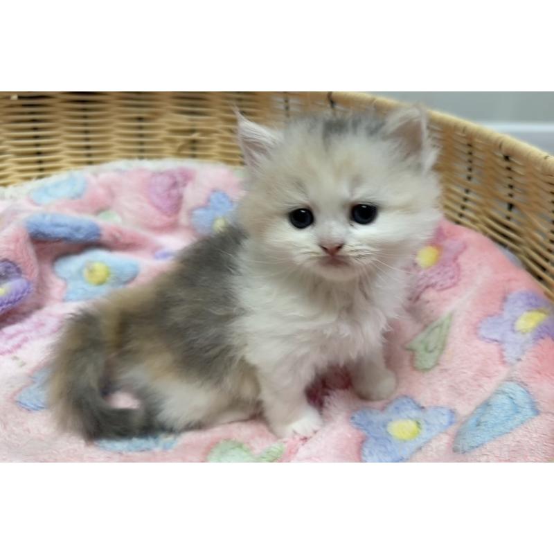 販売中の京都府のミヌエット-133227の2枚目