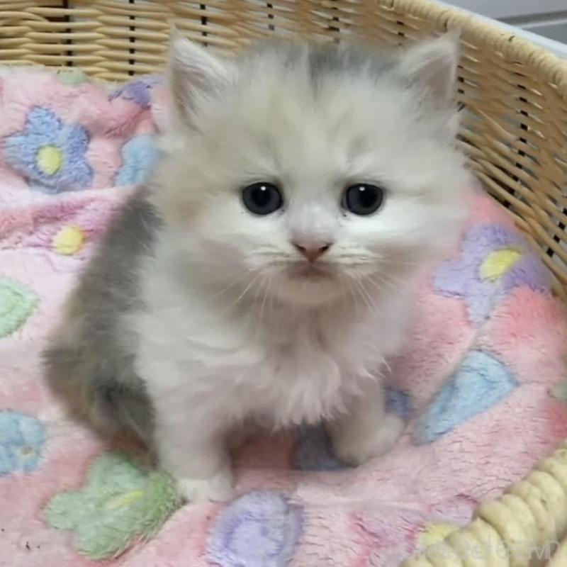 販売中の京都府のミヌエット-133227