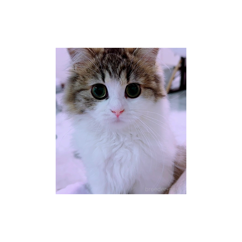 エレインちゃん1枚目