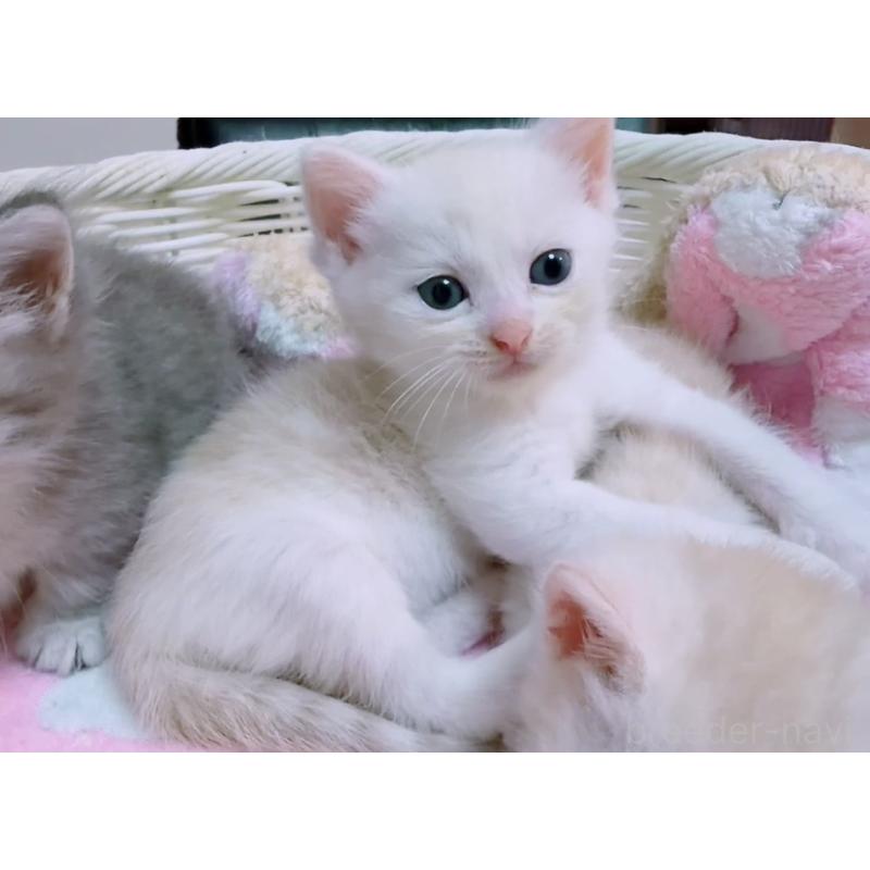 販売中の京都府のマンチカン-133228の14枚目