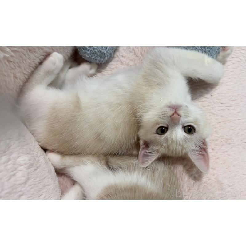 販売中の京都府のマンチカン-133228の13枚目