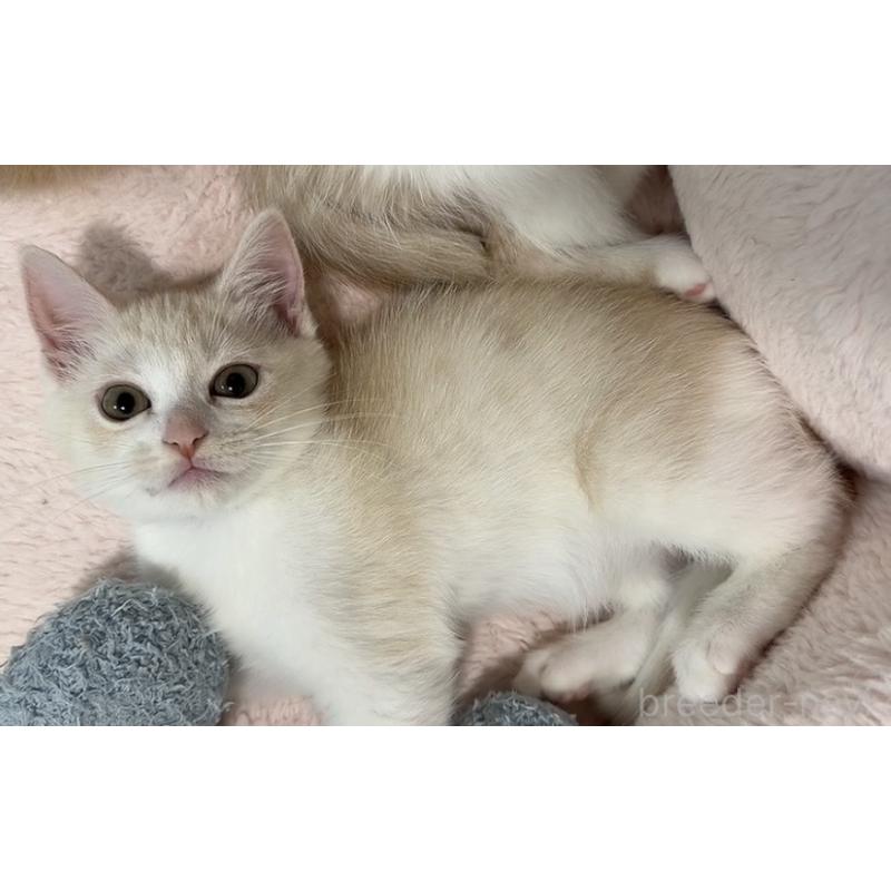 販売中の京都府のマンチカン-133228の12枚目