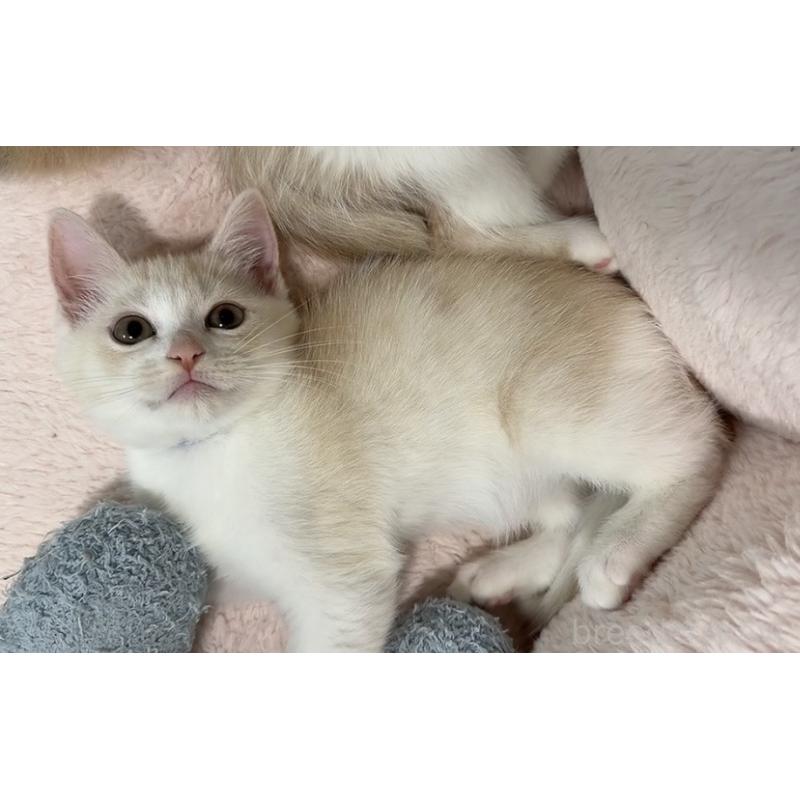 販売中の京都府のマンチカン-133228の11枚目