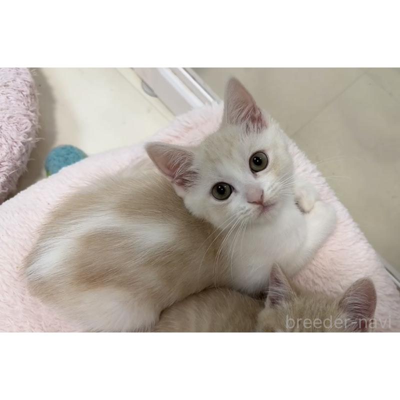 販売中の京都府のマンチカン-133228の10枚目