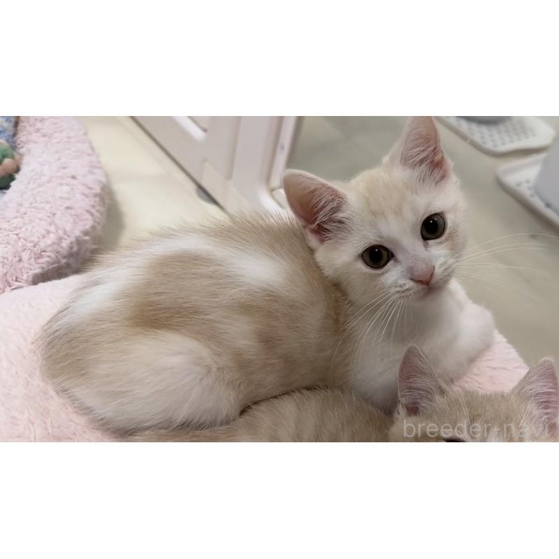 販売中の京都府のマンチカン-133228の9枚目