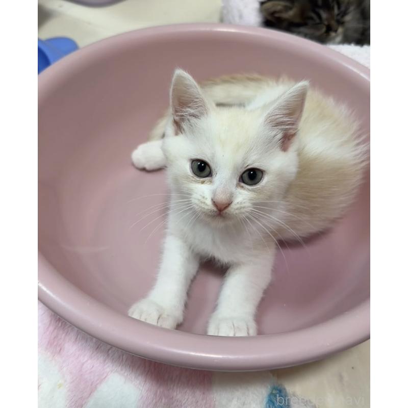 販売中の京都府のマンチカン-133228の8枚目